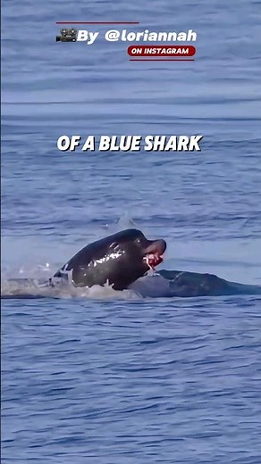 NEVER Seeing Before, a Seal Tear Appart a Blue Shark | Seal vs Shark Epic Encounter!
