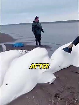Saved a Beachded Beluga. Months Later, Her Unbelievable Reward Shocked the World! 😭#belugawhale