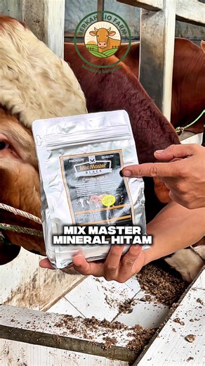 Cara Ternak Sapi: Tips untuk Peternakan Sukses