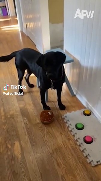 AFVofficial on TikTok