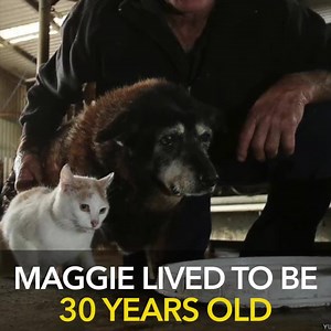 285K views · 1.8K reactions | Why is it that our dogs today are only living to be on average, 11? Meet Brian McLaren who owned a 30 year old dog, named Maggie. Want to know how this dairy farmer got his dog to live for so long? Join me for the free, exclusive interview where I ask all those questions and more. Space is limited. Sign up at www.planetpaws.ca | Planet Paws | Facebook