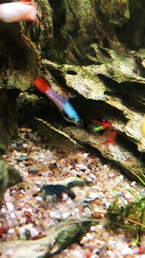 Bamboo shrimp. A rare look during the day. Aquarium community best tank mates.