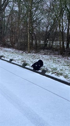 Exploring the Beauty of Amsterdam and Den Haag