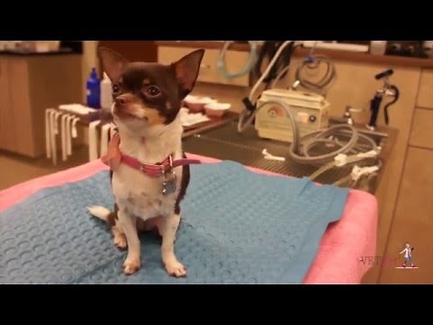 How to warm the hypothermic veterinary patient | VETgirl