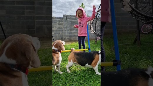 A training tip for new beagle owners