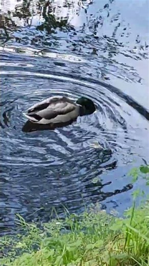 How a duck catches fish in a river