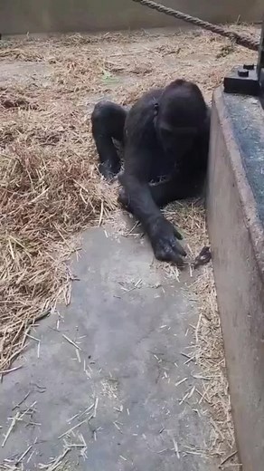 Compilation of gorillas interacting with other animals #cute #gorillas #gentle