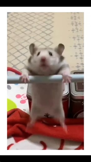 TheMemeMadnessShow on Instagram: "Get ready to smile with these adorable hamsters! 🐹💖 Watch them spin, snack, and steal hearts! 😆✨ Tag a friend who needs a pick-me-up and let's spread some hamster love! 🐾👇 #HamsterLove #CuteHamsters #PetComedy #FunnyPets #HamsterLife #PetLovers #CutenessOverload #AnimalLovers #FurryFriends #HamsterVibes #PetsOfInstagram #LaughingPets #SmallAnimals #Petstagram #hamstergoals #trending #funny #fyp #viral #explorepage #popular"