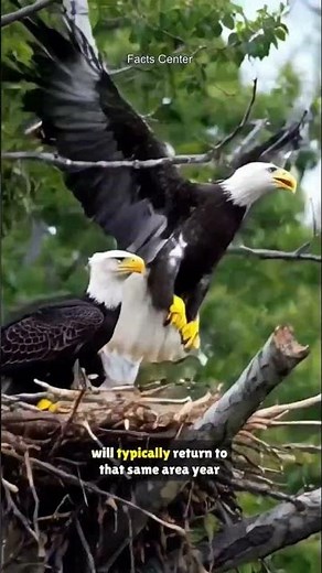 Bald eagles mate for life.Once a pair selects a nesting territory,