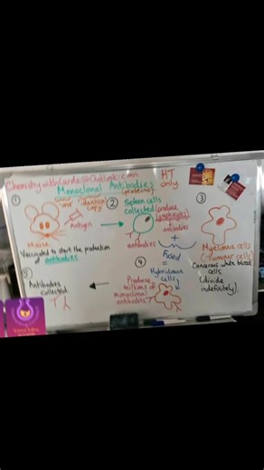 👩🏼‍🔬💥TRIPLE SCIENCE💥 #TripleScience #Curriculumreform MONOCLONAL ANTIBODIES MOCK PREP. 🤩✅️🏆 Sunday Science Spaces!!!🙂 Email: ChemistrywithCarole@Outlook.com | ChemistrywithCarole