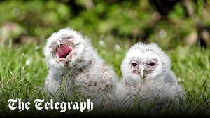Two owl chicks go missing in Hong Kong. The reward? £1000