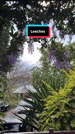 Growing Up in Sri Lanka: Leeches and Memories