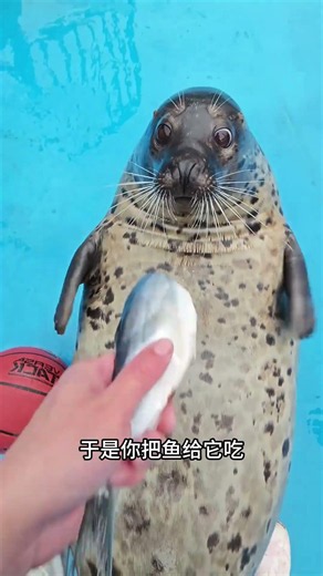 搞笑的大海豹，和小氣的小海豹！#shorts | #紀錄片 #有趣 #涨知识 #動物 #知識 #生物