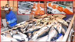 67K views · 747 reactions | Amazing aquaculture technology salmon - Process of harvesting and processing salmon in the factory | Sea Fishing | Facebook
