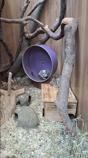 Cute Degu Running Like a Pro on its Exercise Wheel! 🐹⚡‪@DalsconeFarm‬