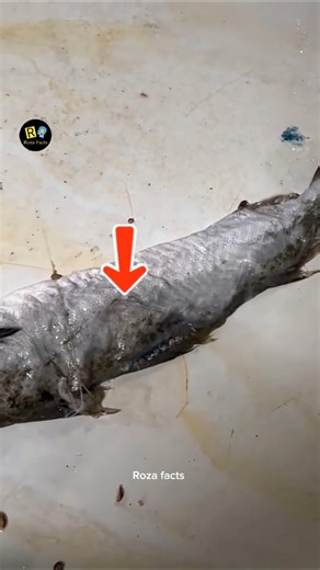 The Fish That Lives and Feeds Inside Other Fish