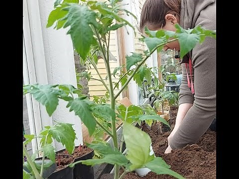 Tomaatin istutus kasvihuoneeseen 🍅🌱 Vihdoin! Omakotitalon puutarha 🌻