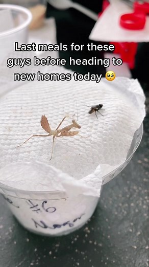 The last of the S Conspurcata mantises are leaving 🥰 I only have two runts I’m keeping an eye on #prayingmantis #bug #mantis #bugs #fy #fyp