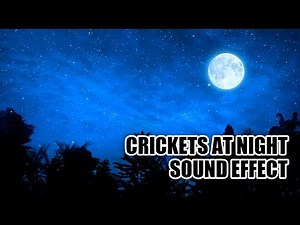 Crickets Sound Effect 🦗 The Sound of Crickets at Night