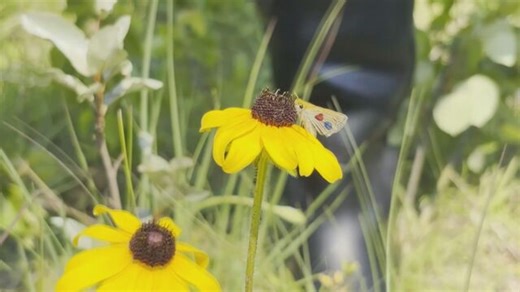 Assiniboine Park Conservancy receives international award for work saving endangered butterfly species