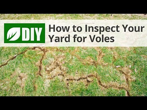 How to Inspect Your Yard for Voles