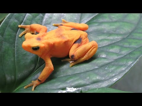 La EXTINCIÓN de la Rana Dorada Panameña: La historia completa