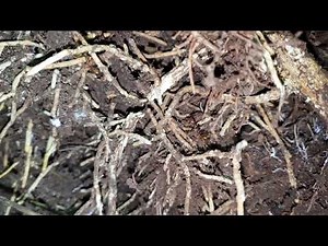 Odontomachus hastatus in der Natur