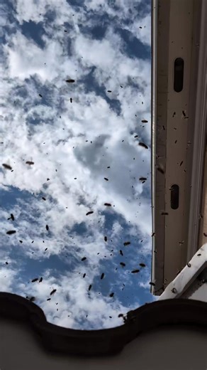 A little mix of robbers with a smattering of a partial forced abscond. A forced abscond is when you push the bees out of a structure/void usually with smoke. Though we removed the nest, the bees were hiding in the crevices between the roof and wall. Many were getting the memo to march into the hive box. However, with all of this disruption paired with robbers, the bees will sometimes shut down and go into self preservation mode. Sometimes we have to wait out the robbing. Some situations require 