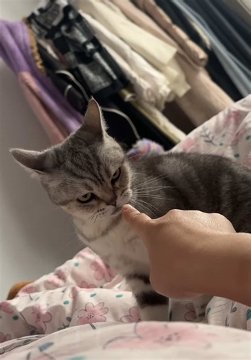 #cat #catsoftiktok #pet #funny #fyp