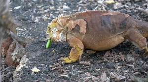 Male Galapagos Land Iguana Picks Up Plant and Eats It.