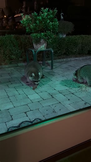 #snowfrickenwhite #wildlife #raccoons | snowfrickenwhite