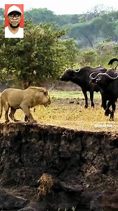 Lion Vs Buffalo Herd Epic Race #fblifestyle | EtQuake Brand