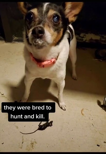 the all American breed. not for everyone! #dogsofttiktok #ratterrier #mosestheservicerat #terrier #hunting