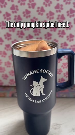 32 reactions · 5 comments | PSA: Pumpkin spice is temporary, but kitten cuddles are forever. 李 Meet our orange squad at the shelter this week! #adoptdontshop #dallas #humanesociety #kittens #kittenseason #kittensoftheworld | Humane Society of Dallas County - Dog & Kitty City Shelter | Facebook