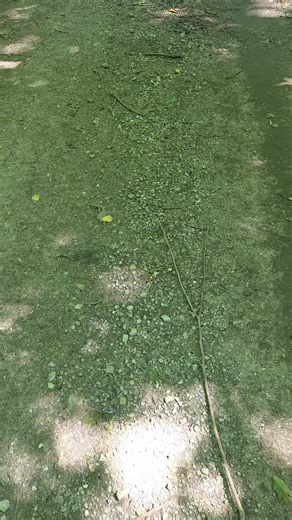 Ryan McClintic (@rhino3720)’s videos with Friday The 13th Main Theme (feat. Jason Voorhees) [From Friday The 13th] - Steve Jablonsky