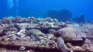 1K views · 90 reactions | Happy Maui Monday! Here's some great underwater video from Lahaina Divers guest Matthew Willows. This is Turtle Reef, an amazing afternoon Maui dive. Mahalo Matthew! Send your photos and videos of LD charters to aloha@lahainadivers.com. | Lahaina Divers Maui | Facebook