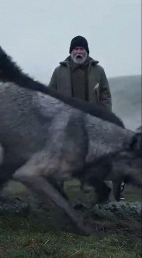 Irish Wolfhounds: Valley Guardians