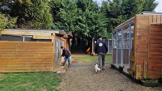 À Étretat, qui veut adopter Patou, Sultane, Ulysse ou les autres chiens du refuge de l’Abec ?