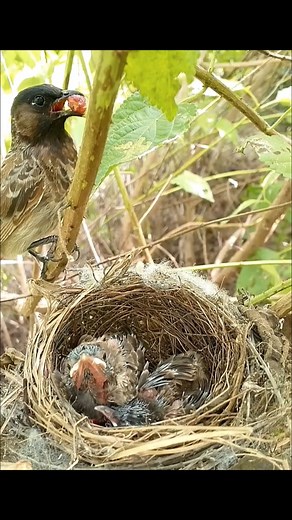 Bulbul mom feeding two hungry chicks | Brid Feed