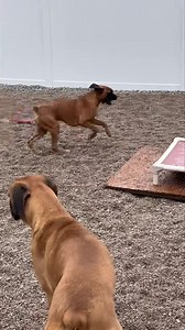 24K views · 1.4K reactions | Happy crazy boxers, Playing in the rain. These NOLA dogs have come so far since rescue from hoarding! I’m so happy how they pair up in their groups to find who best fits their method and level of play. In this video: Kermit, Jelly Roll, Buddy, Louis and Addy. | For the Love of a Boxer Rescue & Sanctuary - Michigan | Facebook