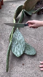Paddle Cactus Propagation 🌵#paddlecactus #Pricklypearcactus #cactus | Foraging Fosters