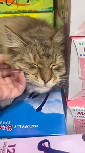 Bodega Cats on Reels