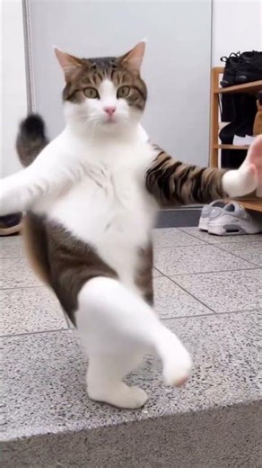 Kedi: yapay zekâ nedir anlatiyor