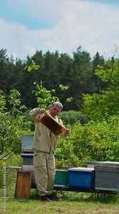 Different bee hives located in the apiary near the woods. Bee farmer checking the frames with honeycomb near the hives. Vertical video