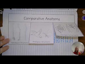 Comparative anatomy foldable