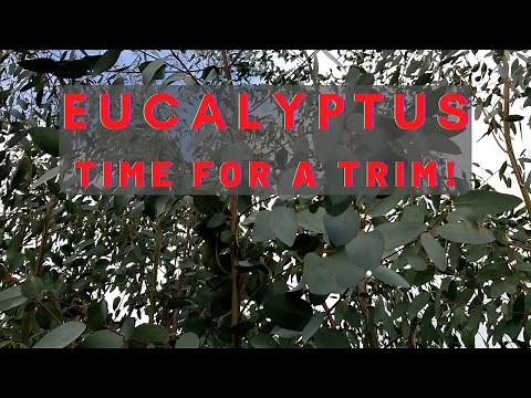 Eucalyptus Time for A Trim
