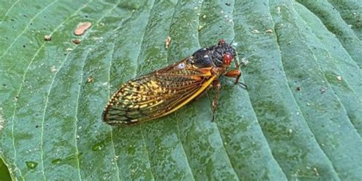 Cicadas emerge across South, East Coast as billions of bugs create ‘screaming’ trees