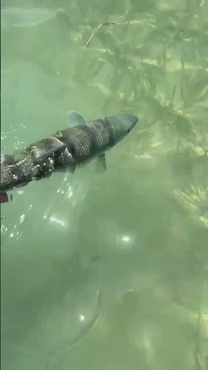 Dream Catch: My First Bonefish on Fly Fishing 🎣✨