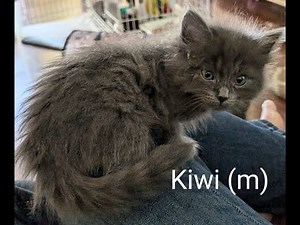 Maine Coon mix kittens 4.29.25