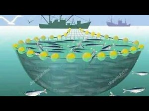 Alat Tangkap Pukat Cincin (Purse Seine) | Rizkyah Nurainun